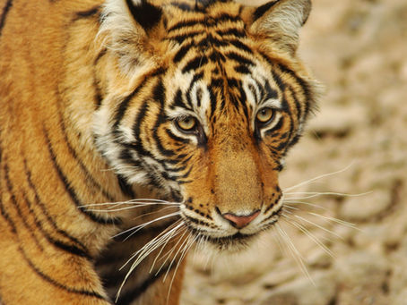  Ne présume jamais de tes forces. Il faut jauger du tigre pour être un grand ouvrier