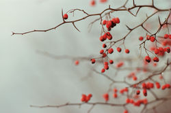 Branches Berry