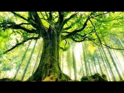 Le questionnaire en acupuncture traditionnelle Taoïste !